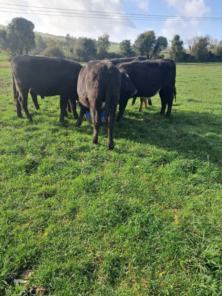 Angus bullocks - Image 2