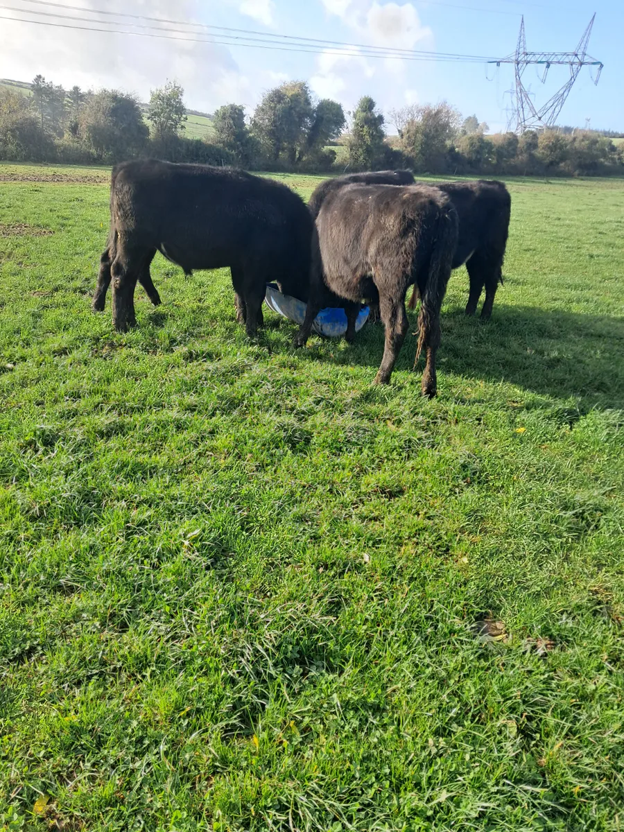 Angus bullocks - Image 3