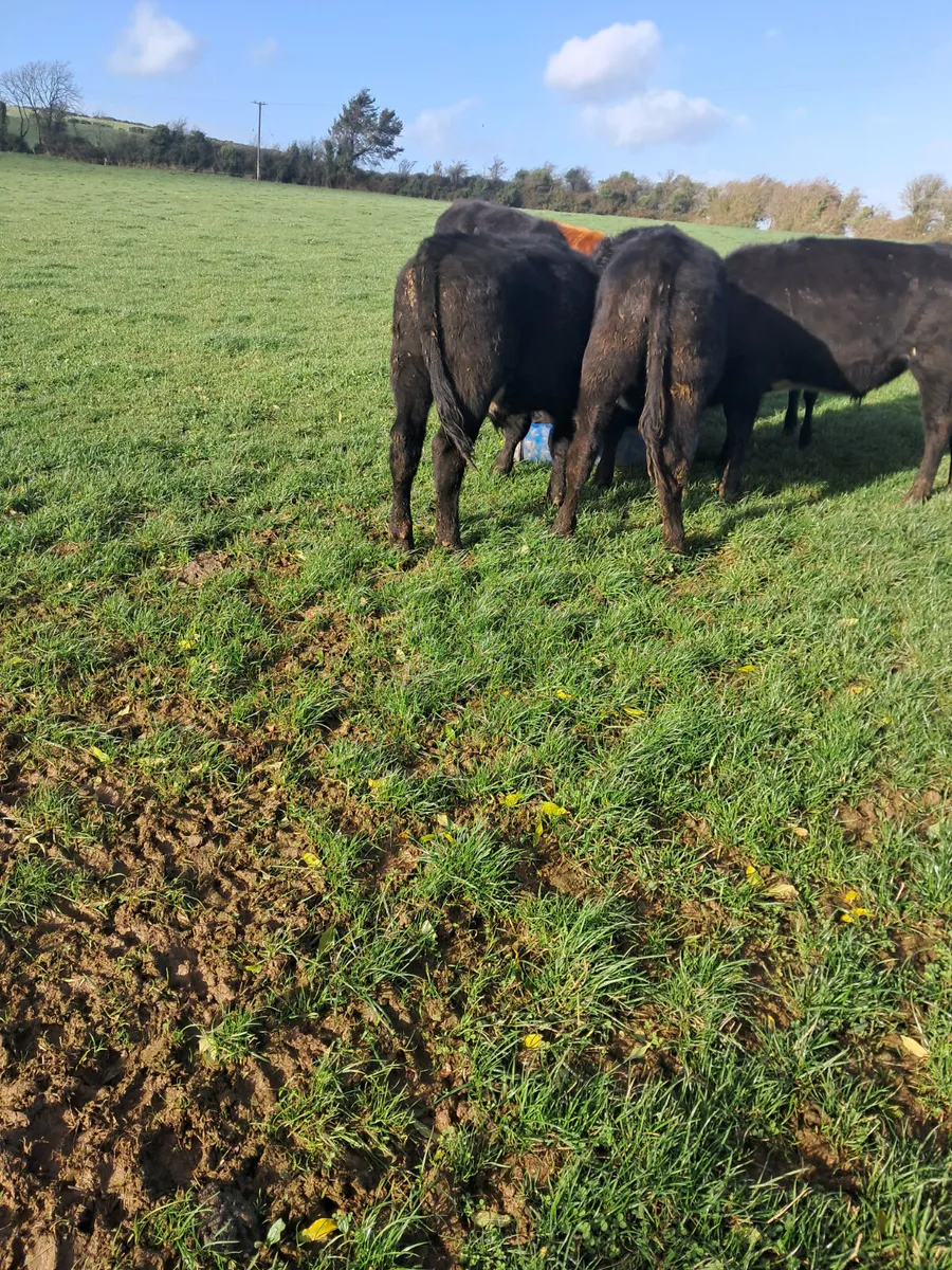 Angus bullocks - Image 4