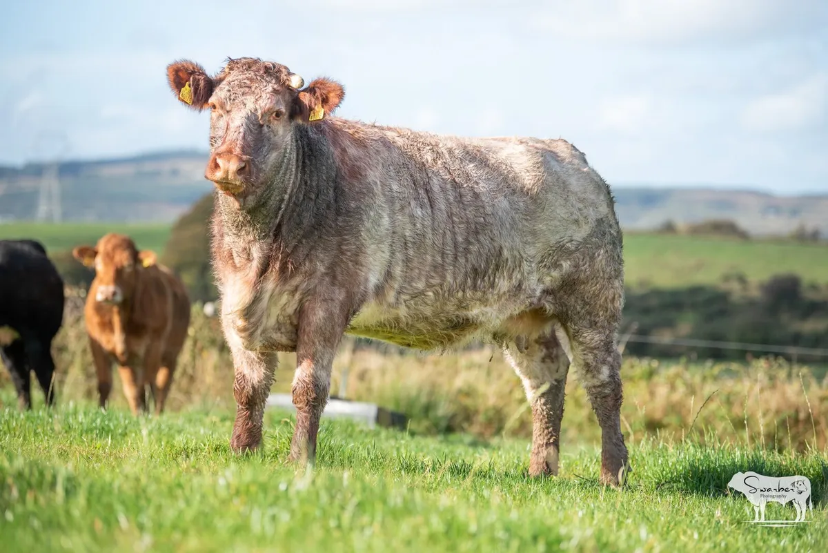 Springers for Mart for sale in Co. for €123 on DoneDeal