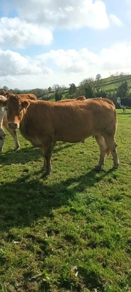 Beef Cattle for sale in Co. Monaghan for €0 on DoneDeal