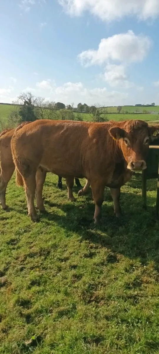Beef Cattle for sale in Co. Monaghan for €0 on DoneDeal