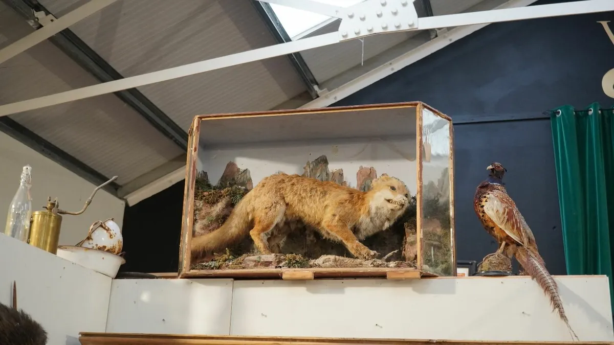 Vintage Taxidermy Display of a Predator - Image 1