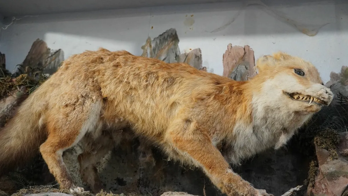 Vintage Taxidermy Display of a Predator - Image 2