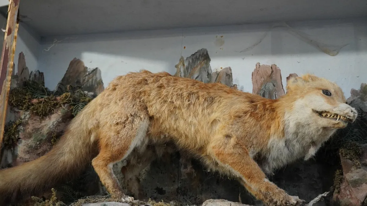 Vintage Taxidermy Display of a Predator - Image 3