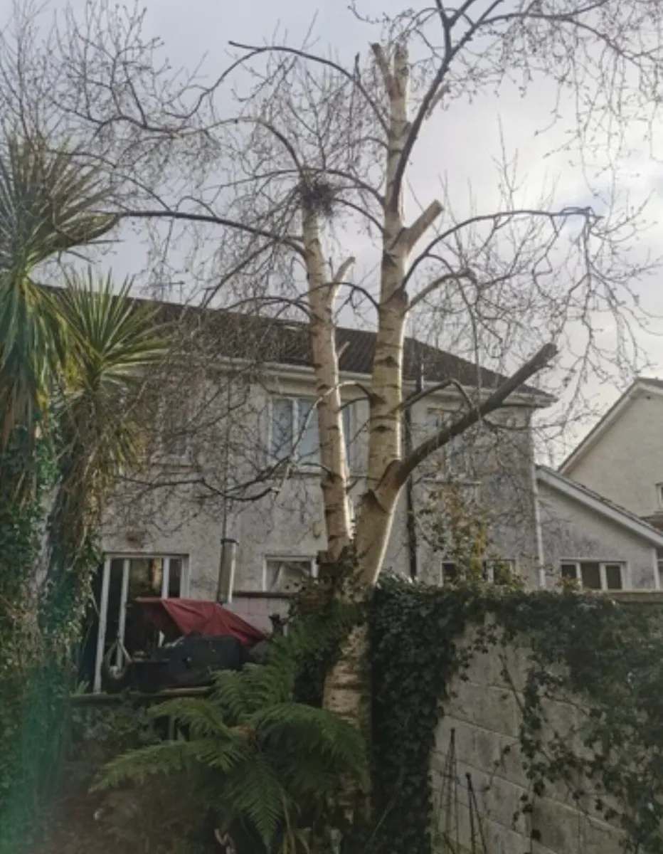 Tree surgeon for sale in Co. for €89 on DoneDeal
