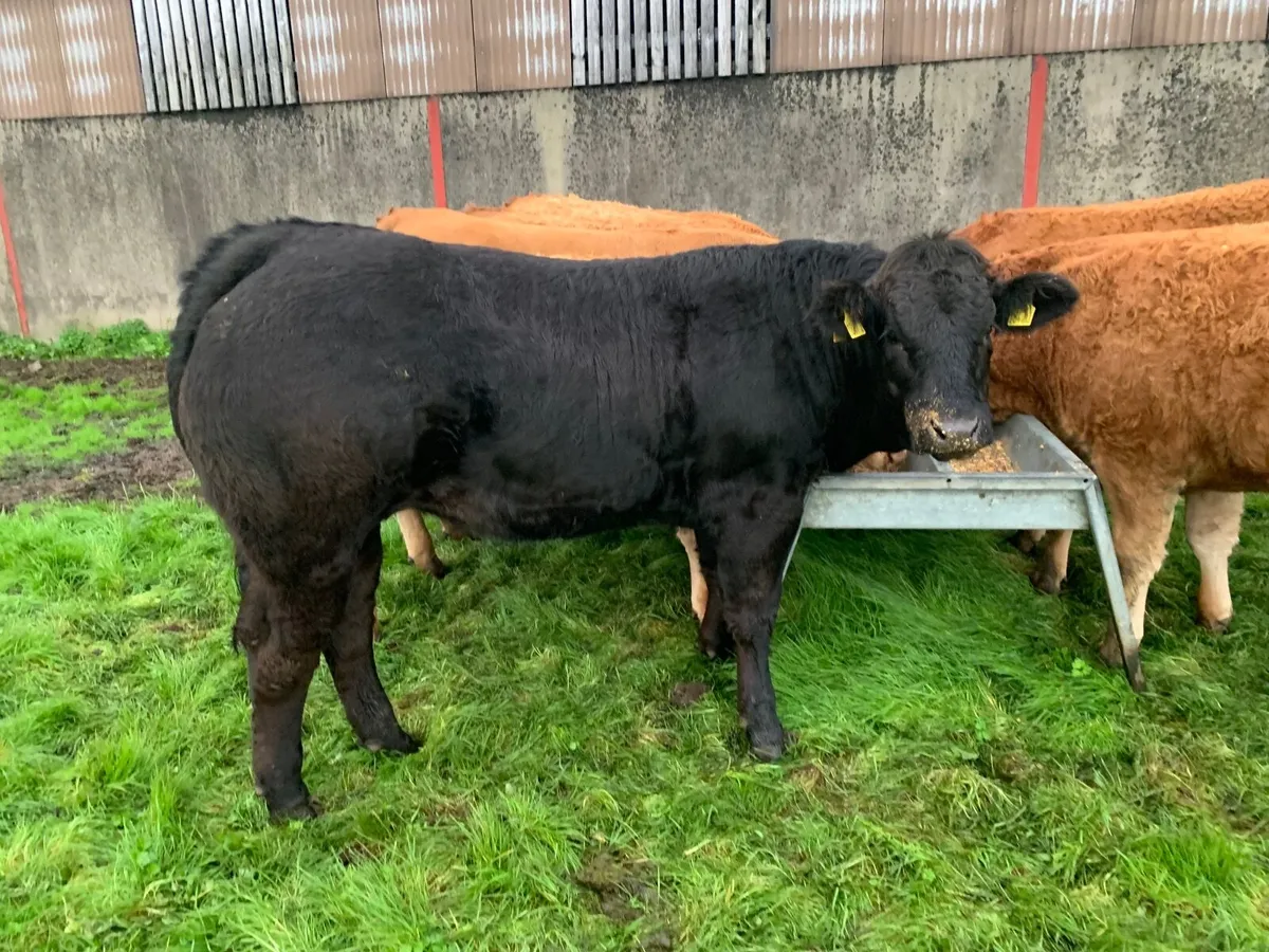 Beef cattle for sale in Co. Tyrone for £1,234 on DoneDeal