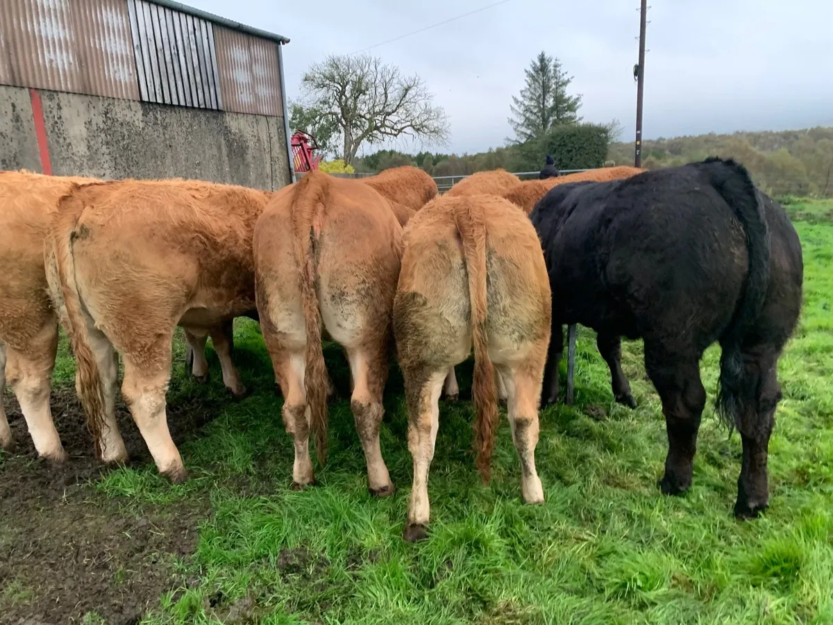 Beef cattle for sale in Co. Tyrone for £1,234 on DoneDeal