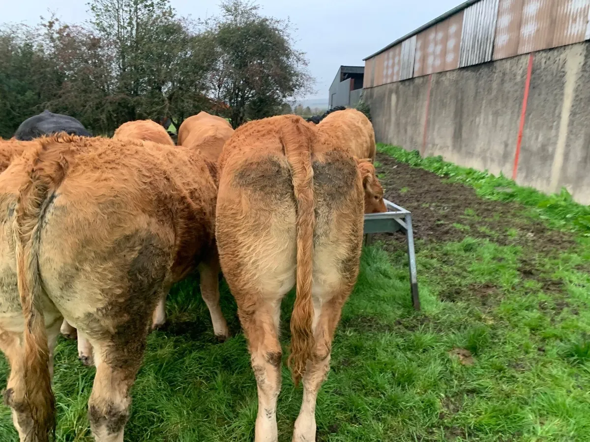 Beef cattle for sale in Co. Tyrone for £1,234 on DoneDeal
