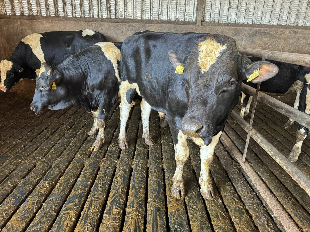 Holstein Friesian Bulls Over 900 kg/Milk Solids for sale in Co