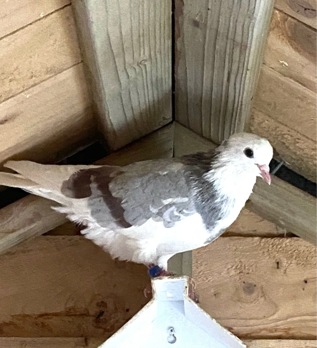 Roller pigeons for sale in Co. Dublin for €0 on DoneDeal