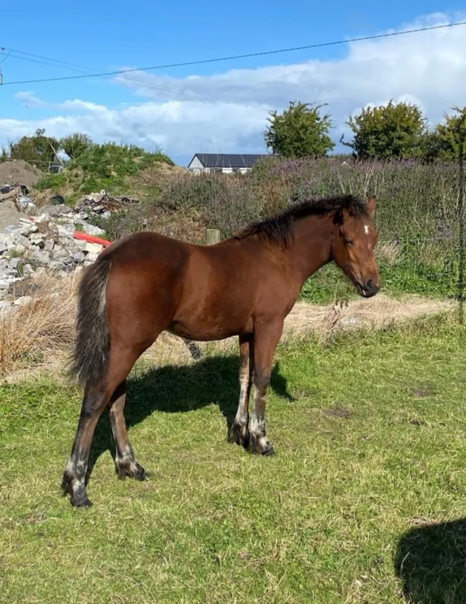 Colt foal for sale in Co. Mayo for €123 on DoneDeal