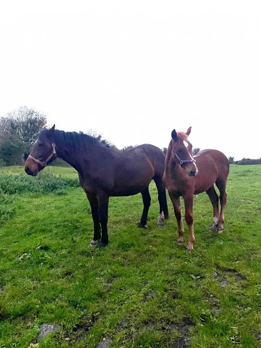 Irish Draught Foals for sale in Co. Galway for €0 on DoneDeal