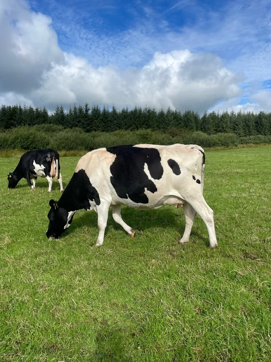 Cows for sale for sale in Co. for €123 on DoneDeal