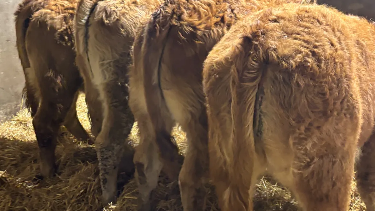 ⭐️4 Red Limousin Heifer Wealings⭐️ - Image 2