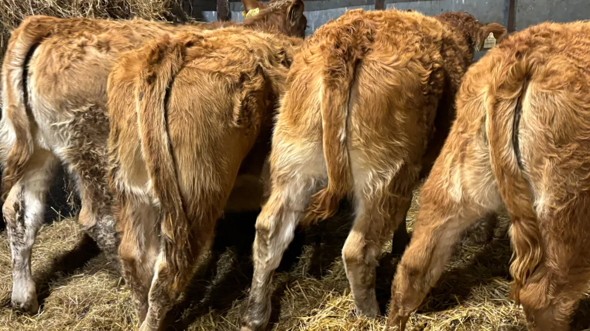 ⭐️4 Red Limousin Heifer Wealings⭐️ - Image 3