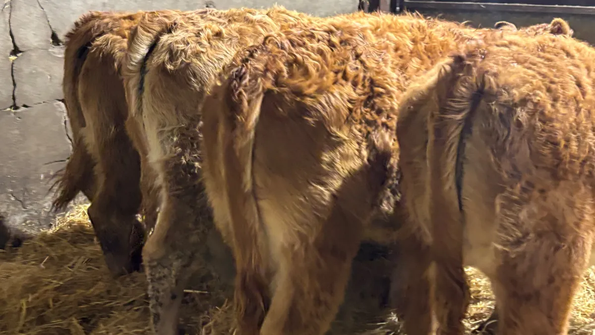 ⭐️4 Red Limousin Heifer Wealings⭐️ - Image 4
