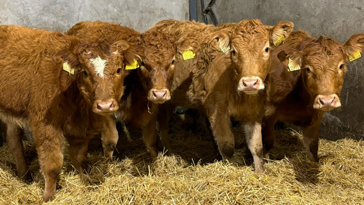 ⭐️4 Red Limousin Heifer Wealings⭐️ - Image 1