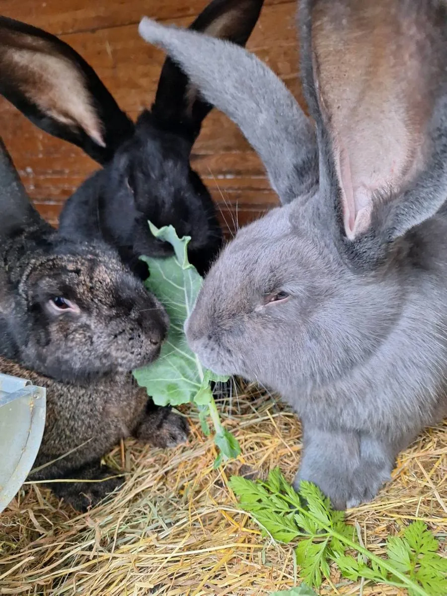 Giant rabbits - Image 4