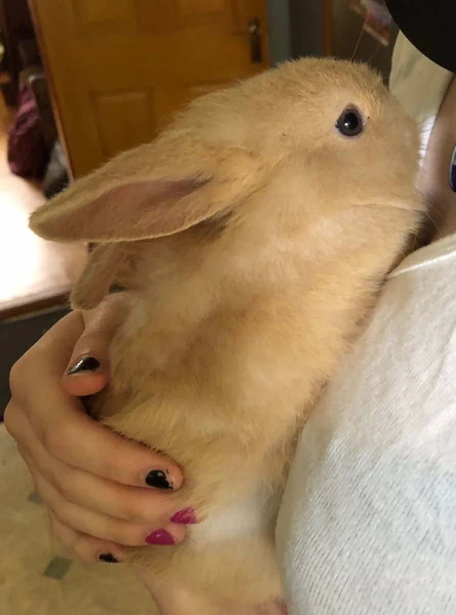 Baby rabbits for sale in Co. Kerry for €40 on DoneDeal