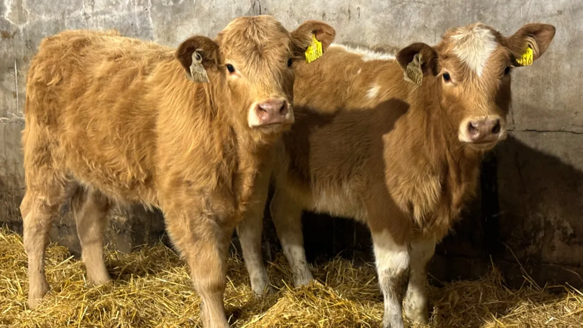 ⭐️2 Golden Charolais Heifer Wealings⭐️ - Image 1