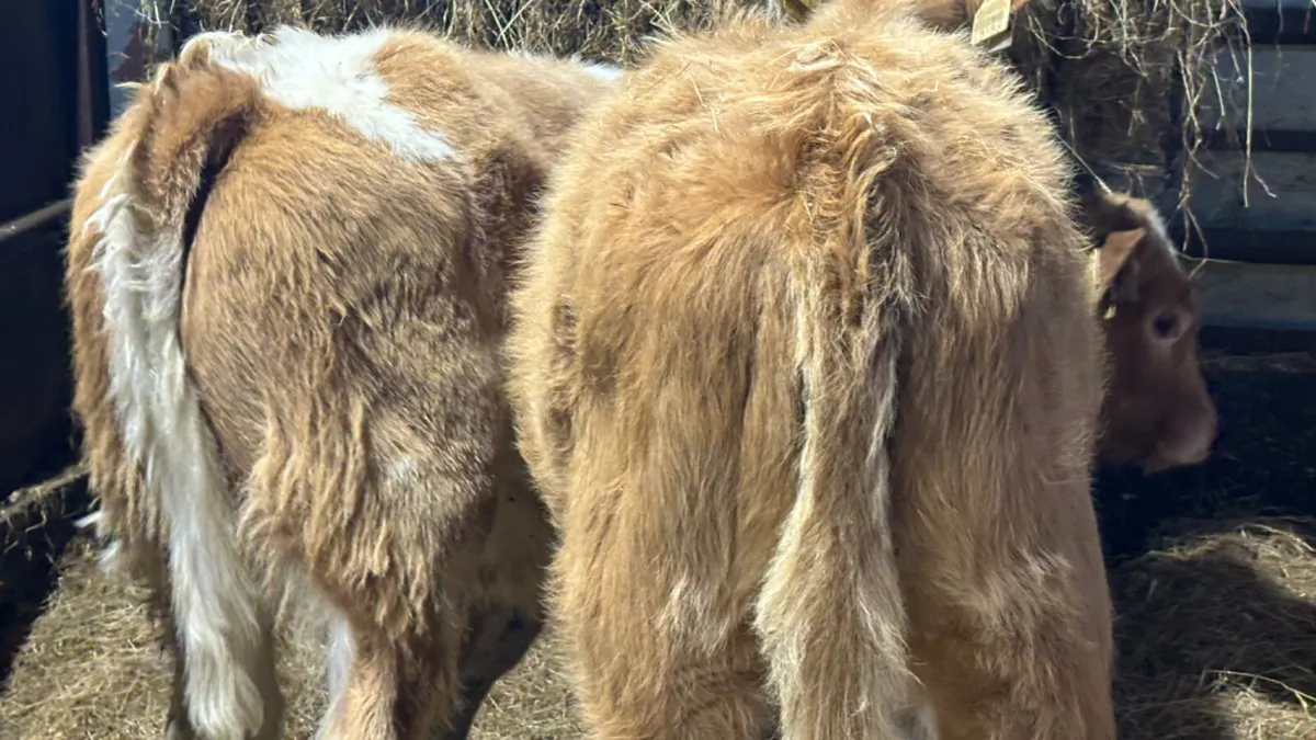⭐️2 Golden Charolais Heifer Wealings⭐️ - Image 2