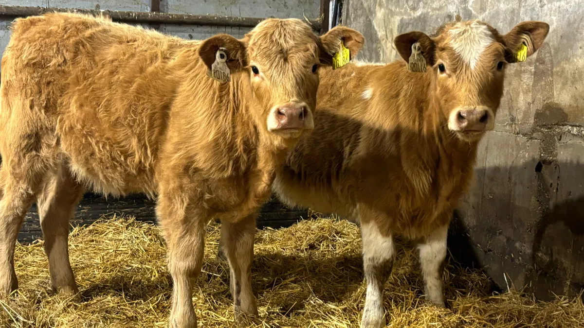 ⭐️2 Golden Charolais Heifer Wealings⭐️ - Image 4