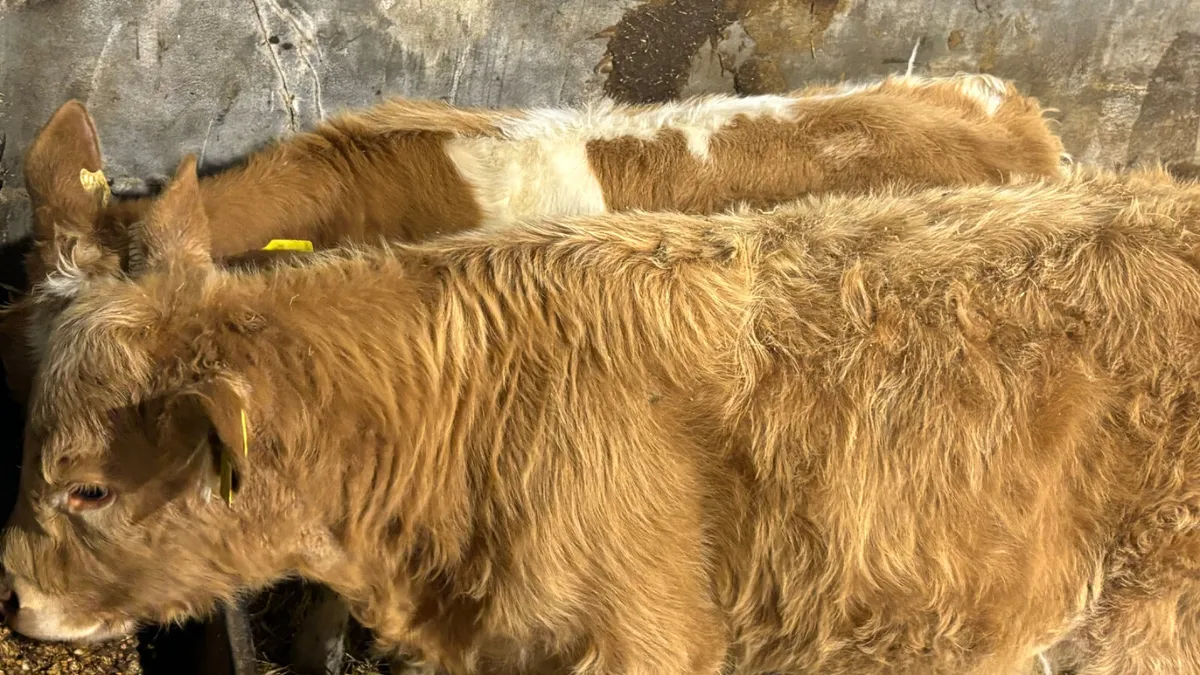 ⭐️2 Golden Charolais Heifer Wealings⭐️ - Image 3