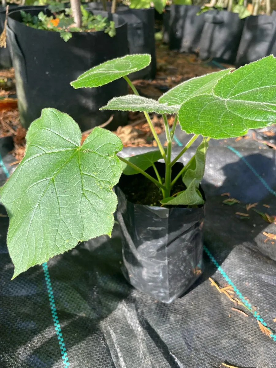 Paulownia Elongata - Image 4