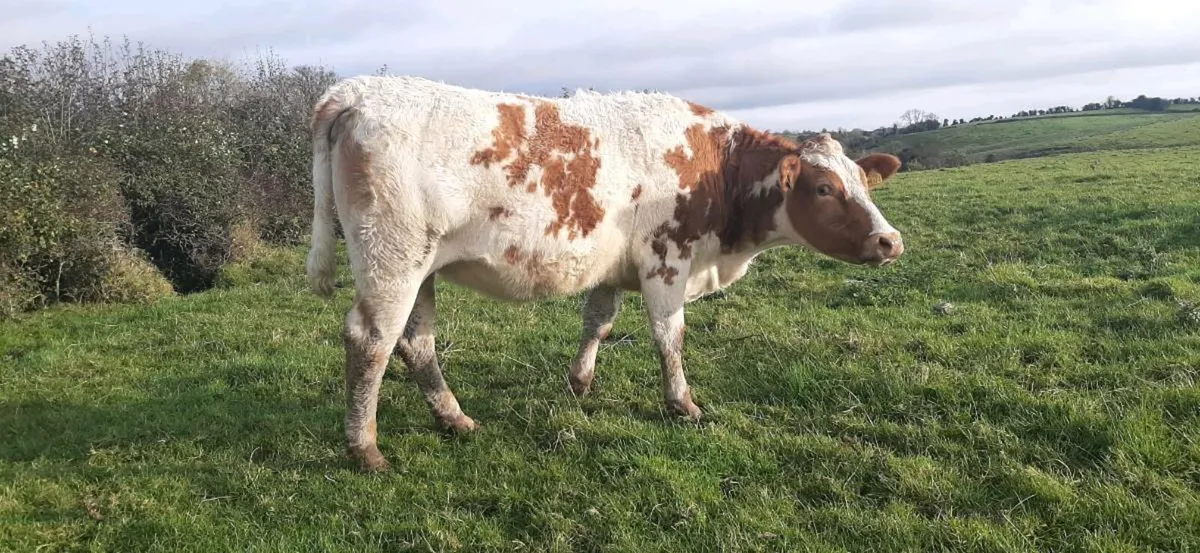 3 InCalf heifers. for sale in Co. Sligo for €0 on DoneDeal