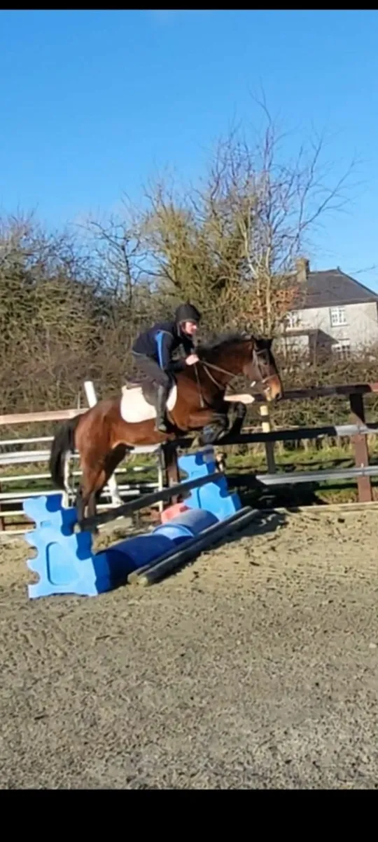 Sport horse for sale in Co. Wicklow for €3,500 on DoneDeal