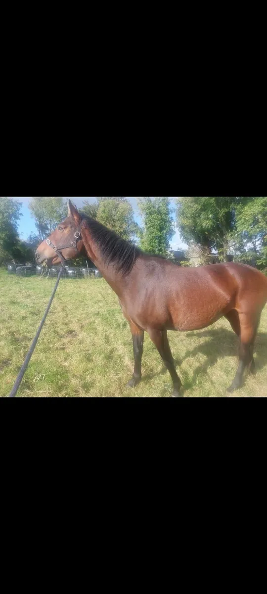 Sport horse for sale in Co. Wicklow for €3,500 on DoneDeal