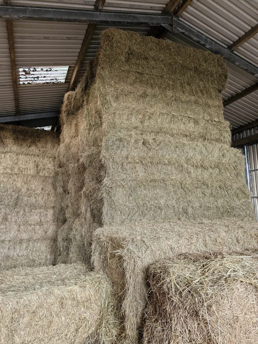 Hay - Image 1