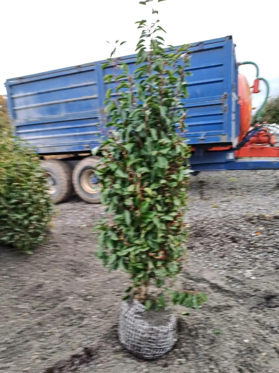 Portuguese laurel hedging - Image 4