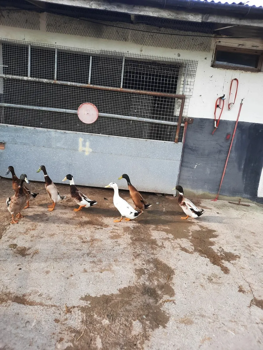 Poultry for sale in Co. Westmeath for €70 on DoneDeal