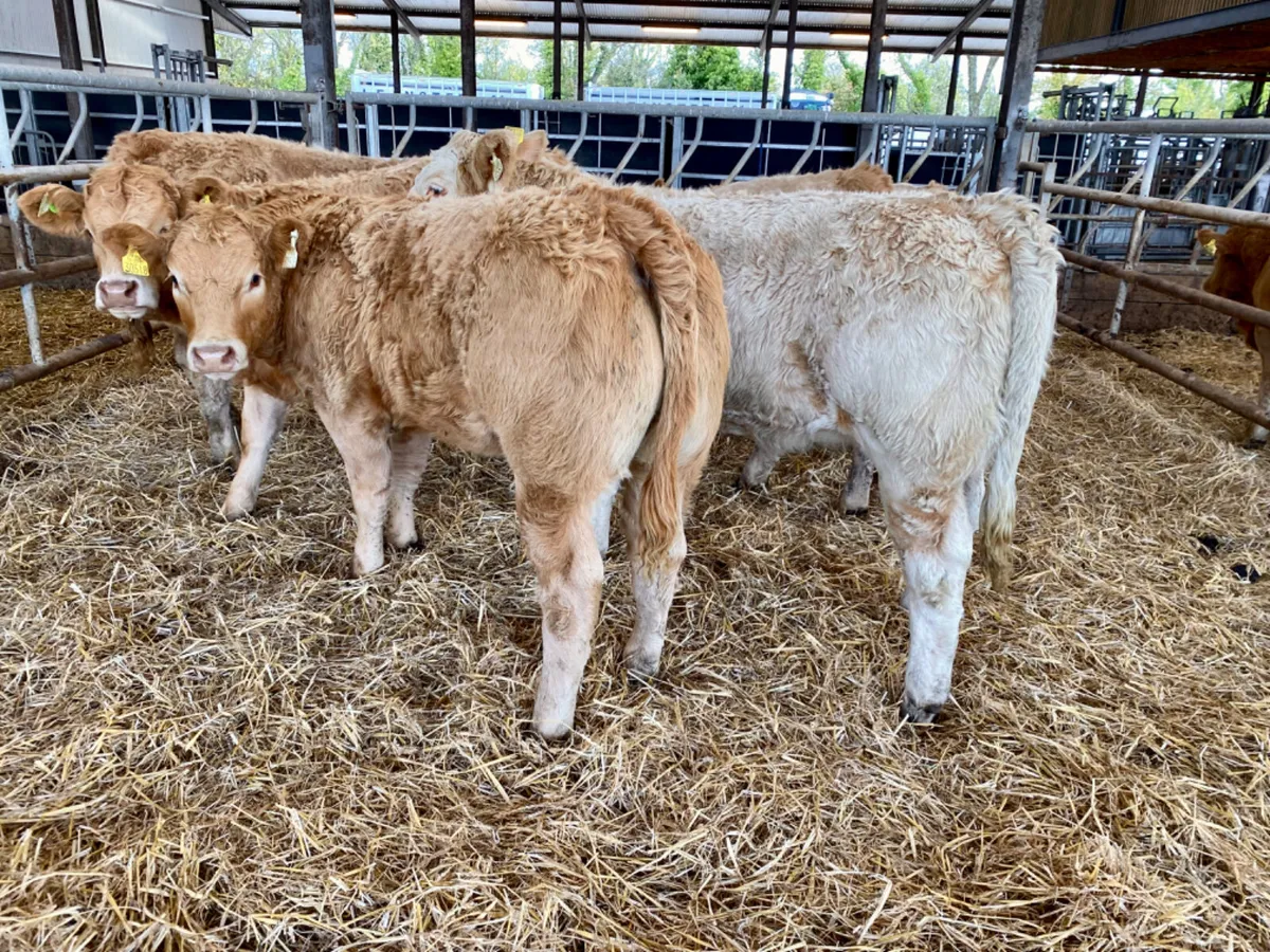 16/10/24 Burren Heifers - Image 4