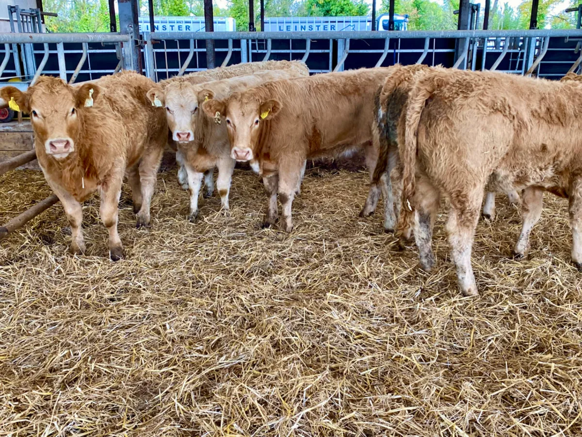 16/10/24 Burren Heifers - Image 3