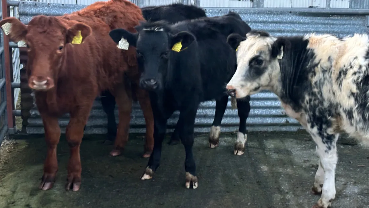 4 Continental Heifer Wealings - Image 2