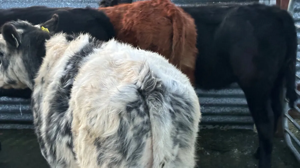 4 Continental Heifer Wealings - Image 3