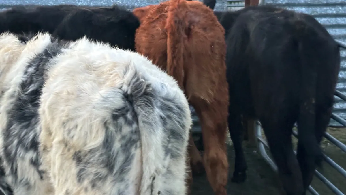 4 Continental Heifer Wealings - Image 1