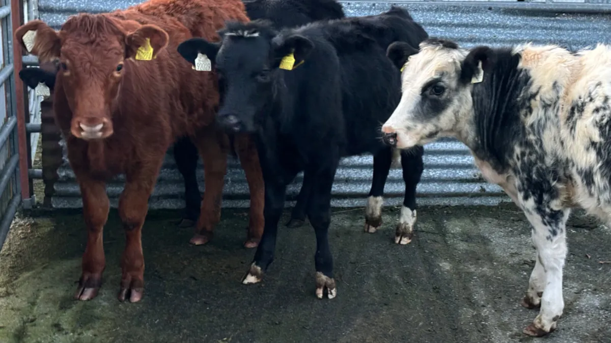 4 Continental Heifer Wealings - Image 4