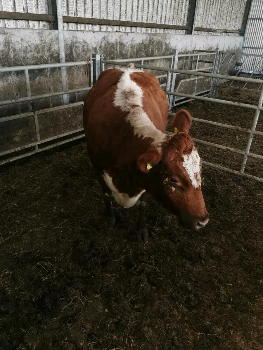 Irish Moiled Cow PBR for sale in Co. Mayo for €1,234 on DoneDeal