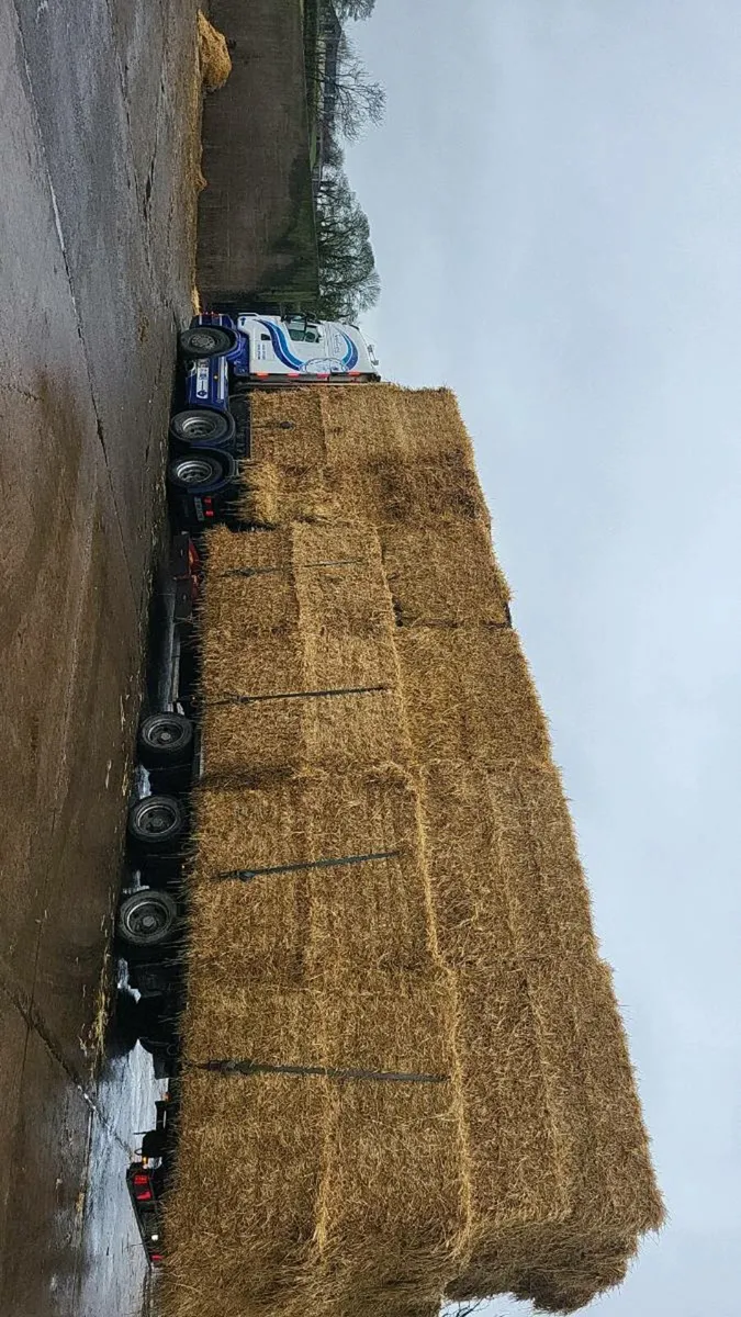 8/4/3 Barley wheaten and oaten straw - Image 2
