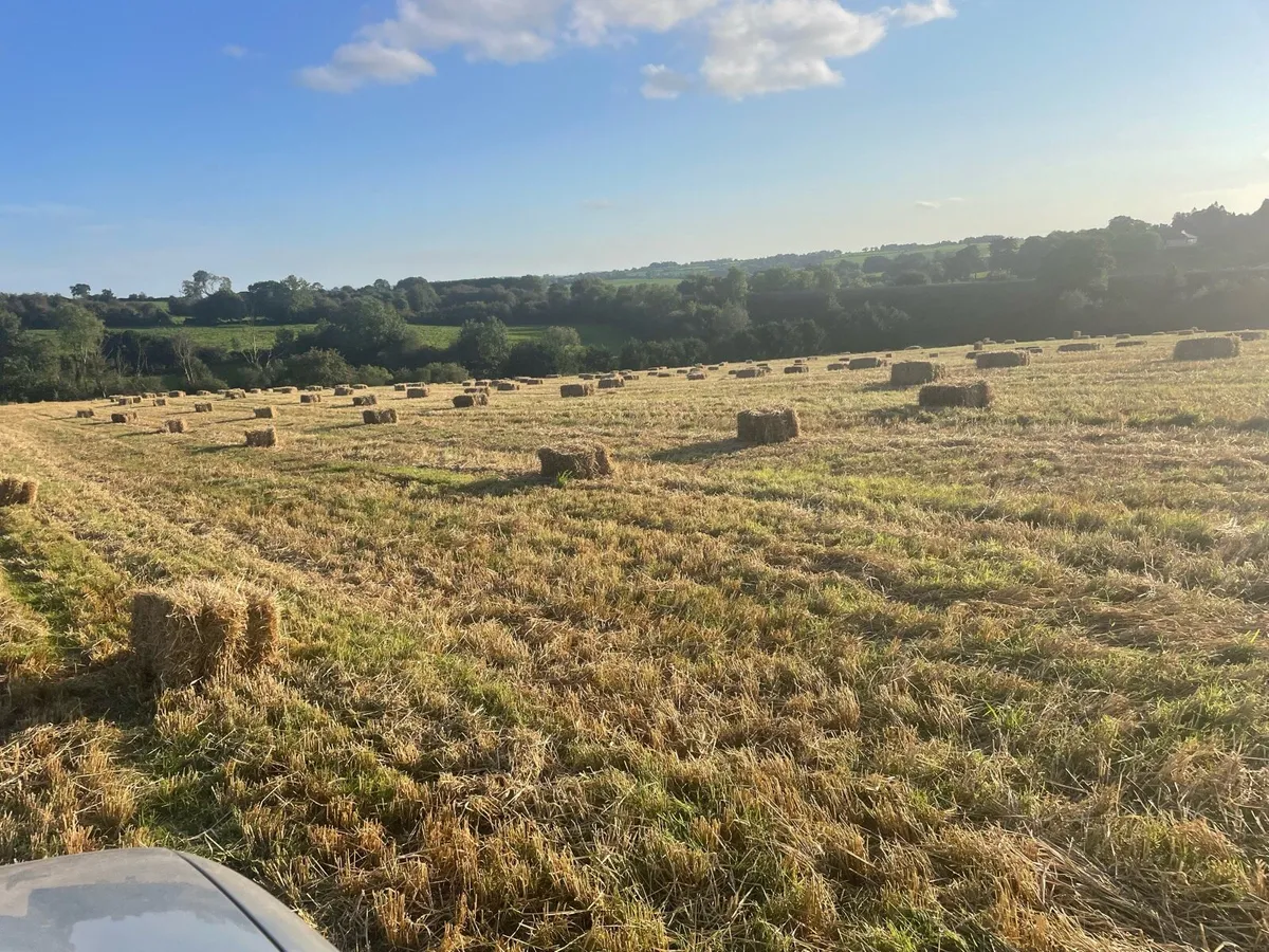 Square bales of straw for sale in Co. Cork for €270 on DoneDeal