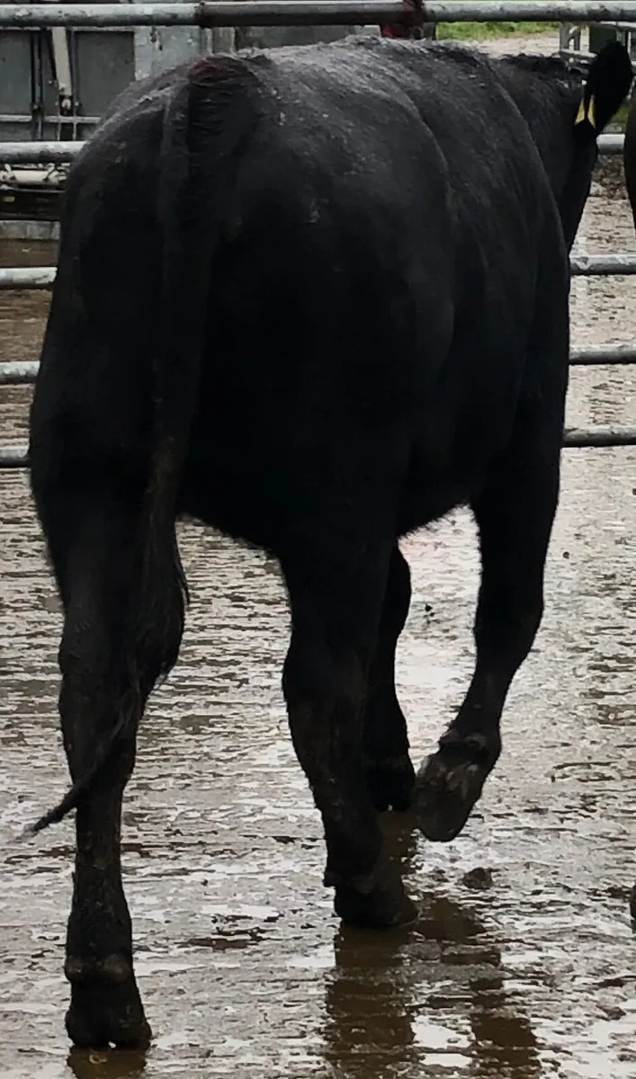 Heifers for sale in Co. Kilkenny for €1,400 on DoneDeal