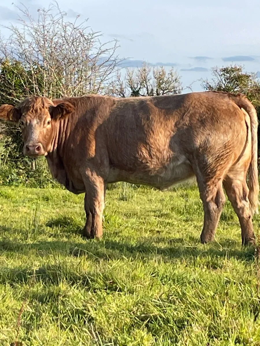 10 super Incalf heifers for sale in Co. for €123,456 on DoneDeal