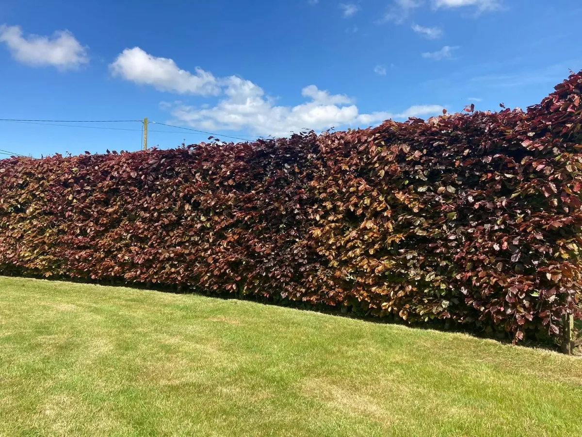 🌿Beech Hedging 🌿 - Image 2