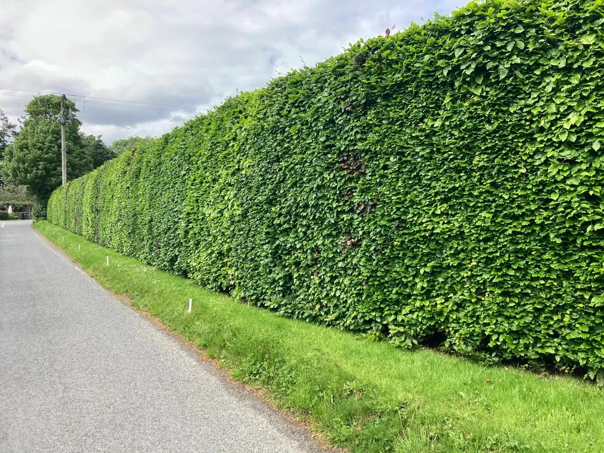 🌿Beech Hedging 🌿 - Image 1