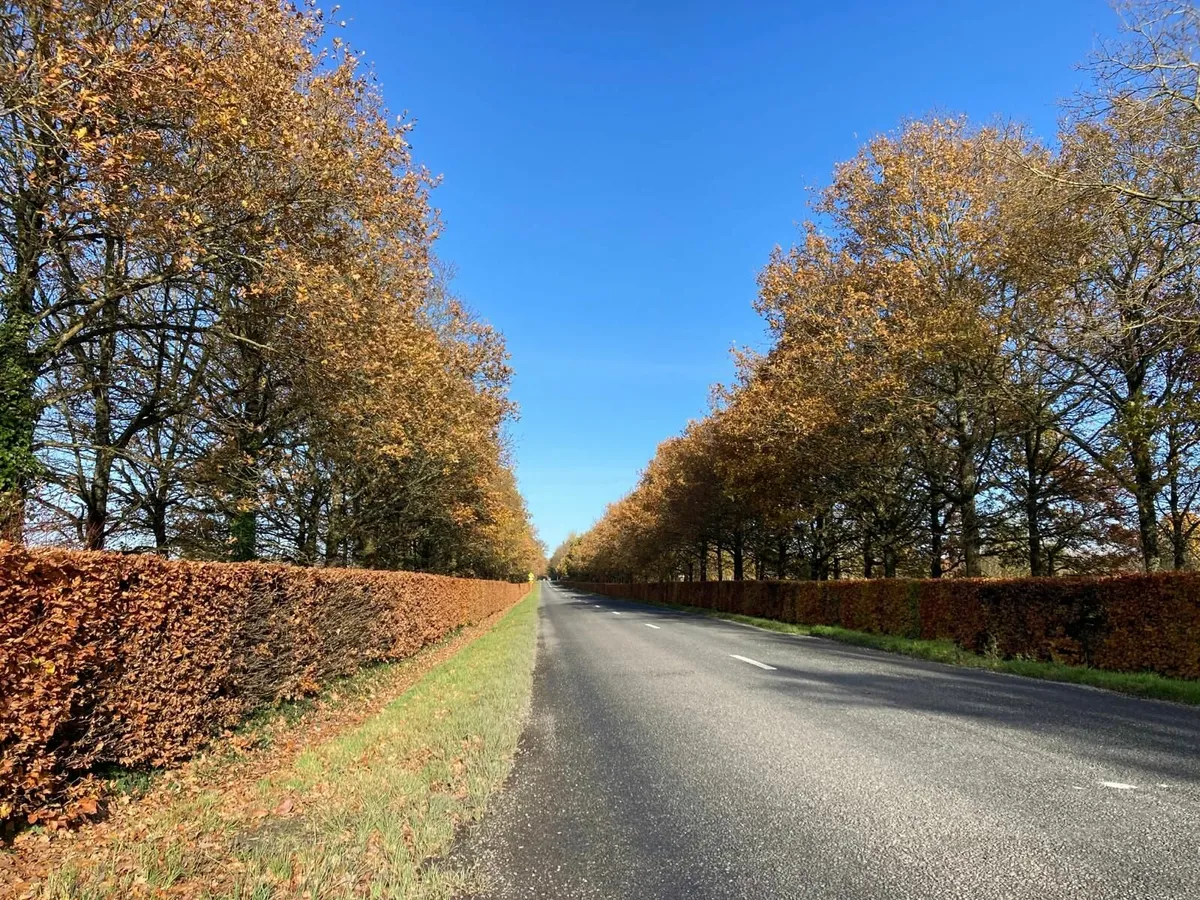 🌿Beech Hedging 🌿 - Image 4