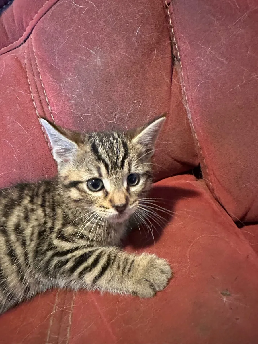 Kittens for sale in Co. Cork for €40 on DoneDeal